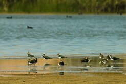vanneau_huppe_03-2 null