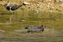 vanneau_huppe_08-2 null