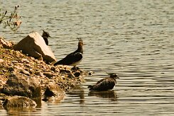 vanneau_huppe_09-2 null