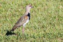 Avefría tero (Vanneau téro) Chirripo - Costa Rica