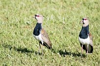 Avefría tero (Vanneau téro) Chirripo - Costa Rica