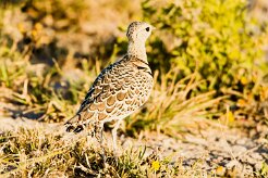Double-banded Courser (Courviteà double collier)_7D2_0336 null