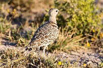 Double-banded Courser (Courvite à double collier) Nxai