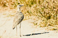 Double-banded Courser (Courviteà double collier)_7D2_1712 null