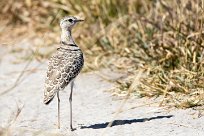 Double-banded Courser (Courvite à double collier) Kwaï