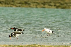 huitrier_pie_02-2 null