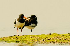 huitrier_pie_22-2 null