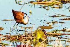 African Jacana (Jacana Jacana à poitrine dorée)_7D2_1861 null