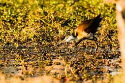 African jacana (Jacana à poitrine dorée)_x737A3422-2 null