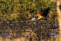 African jacana (Jacana à poitrine dorée) African jacana (Jacana à poitrine dorée)