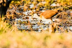 African jacana (Jacana à poitrine dorée)_x737A3444-2 null
