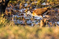 African jacana (Jacana à poitrine dorée) African jacana (Jacana à poitrine dorée)