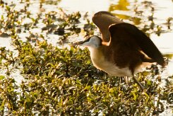 African jacana (Jacana à poitrine dorée)_x737A3480-2 null
