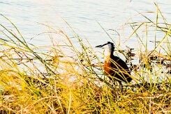 African jacana (Jacana à poitrine dorée)_x737A4035-2 null
