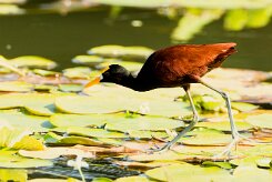Jacana centroamerica (Jacana du Mexique)_231121_4214-2 null
