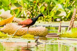 Jacana centroamerica (Jacana du Mexique)_231127_4661-2 null
