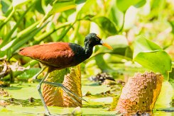 Jacana centroamerica (Jacana du Mexique)_231127_4669-2 null
