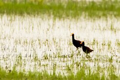 Jacana centroamerica (Jacana du Mexique)_231130_4848-2 null