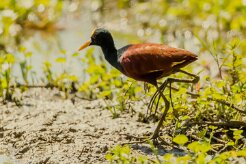 Jacana centroamericana (Jacana du Mexique)_231210_6724-2 null