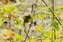 Jacana centroamericana (Jacana du Mexique)_231213_5606-2 null