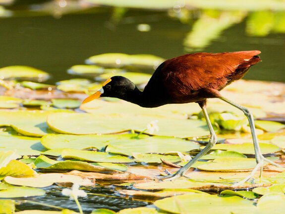 Jacana du Mexique
