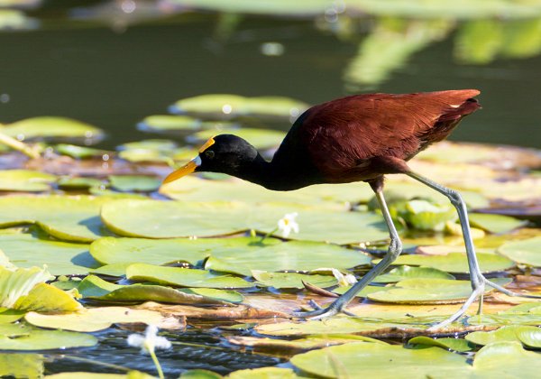 Jacana du Mexique