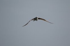 Goeland argenté_737A8157 null
