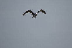Goeland argenté_737A8158 null