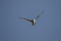 Goeland argenté_737A8159 null