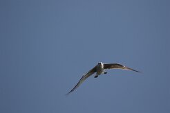 Goeland argenté_737A8160 null