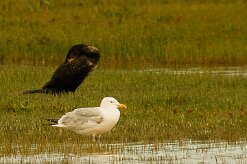 goeland_argente_01 null