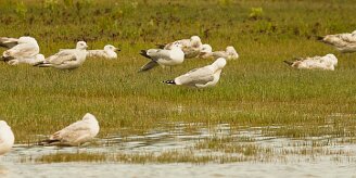 goeland_argente_02 null