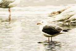 Goeland brun_033_9116 null