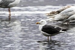 Goeland brun Fjords du Nord-Ouest