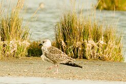goeland_brun_01-2 null
