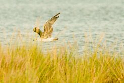 goeland_brun_02-2 null