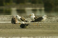 goeland_brun_03-2 null