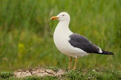 goeland_brun_04-2 null