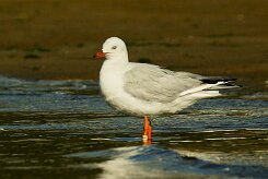 goeland_d_audouin_01 null