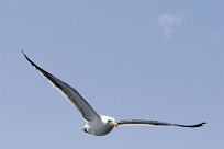 Kelp gull (Goéland dominicain) Kelp gull (Goéland dominicain)