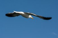 Kelp gull (Goéland dominicain) Kelp gull (Goéland dominicain)