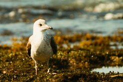 goeland_leucophee_03-2 null