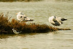goeland_leucophee_05-2 null