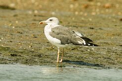 goeland_leucophee_06-2 null