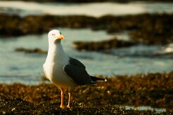 goeland_leucophee_07-2 null