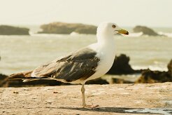 goeland_leucophee_10-2 null