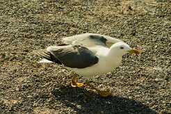 goeland_leucophee_11-2 null