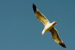 goeland_leucophee_12-2 null
