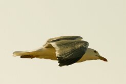 goeland_leucophee_13-2 null