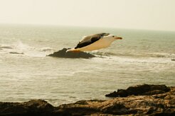 goeland_leucophee_14-2 null